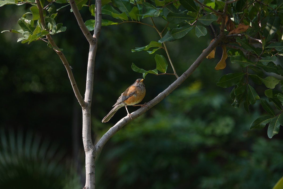 Rufous-backed Robin - ML646459572