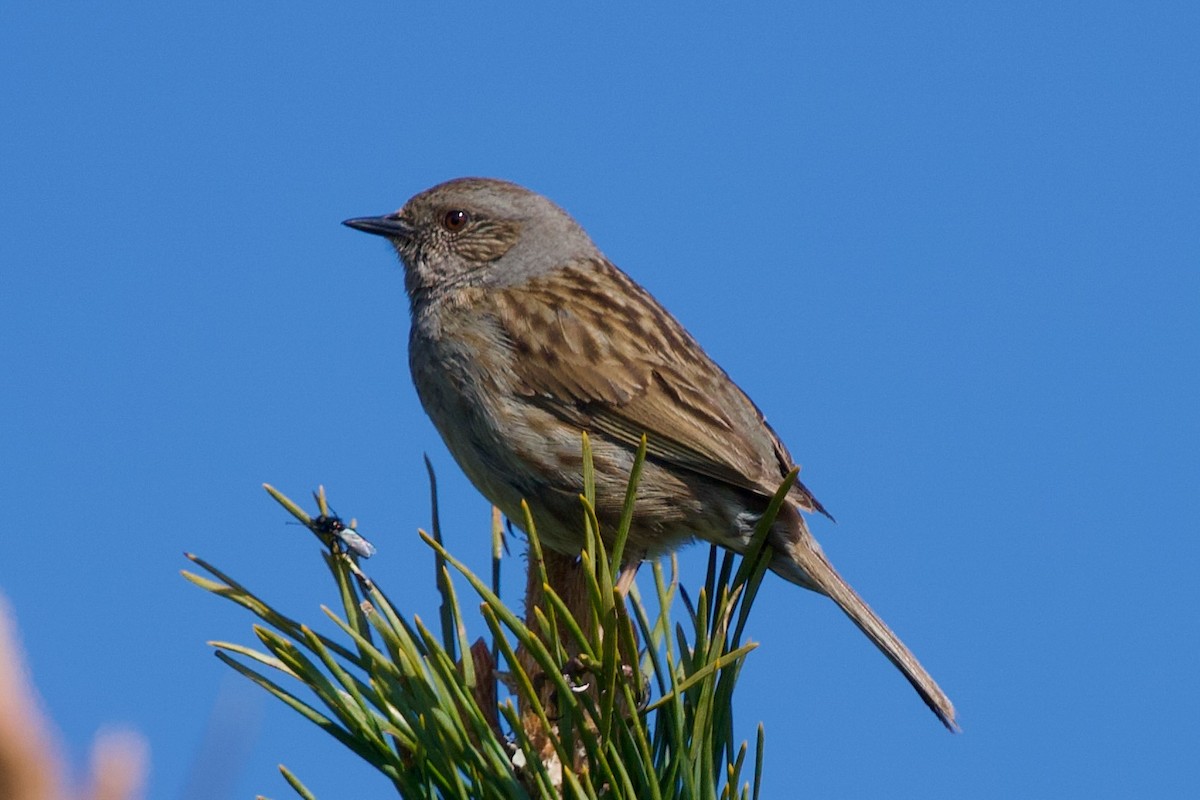 סתרי מצוי - ML646459576