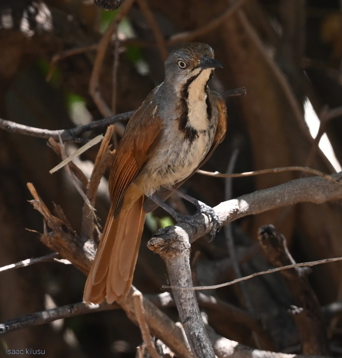 Collared Palm-Thrush - ML646459578