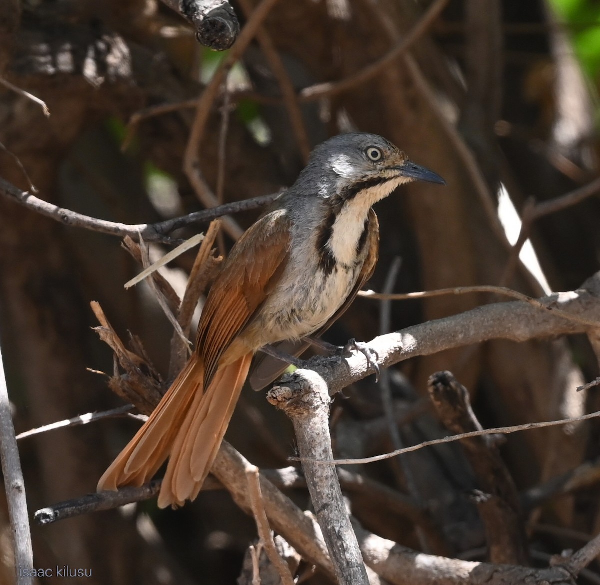 Collared Palm-Thrush - ML646459579