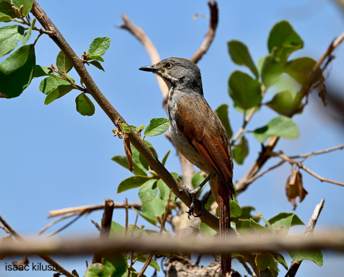 Collared Palm-Thrush - ML646459580