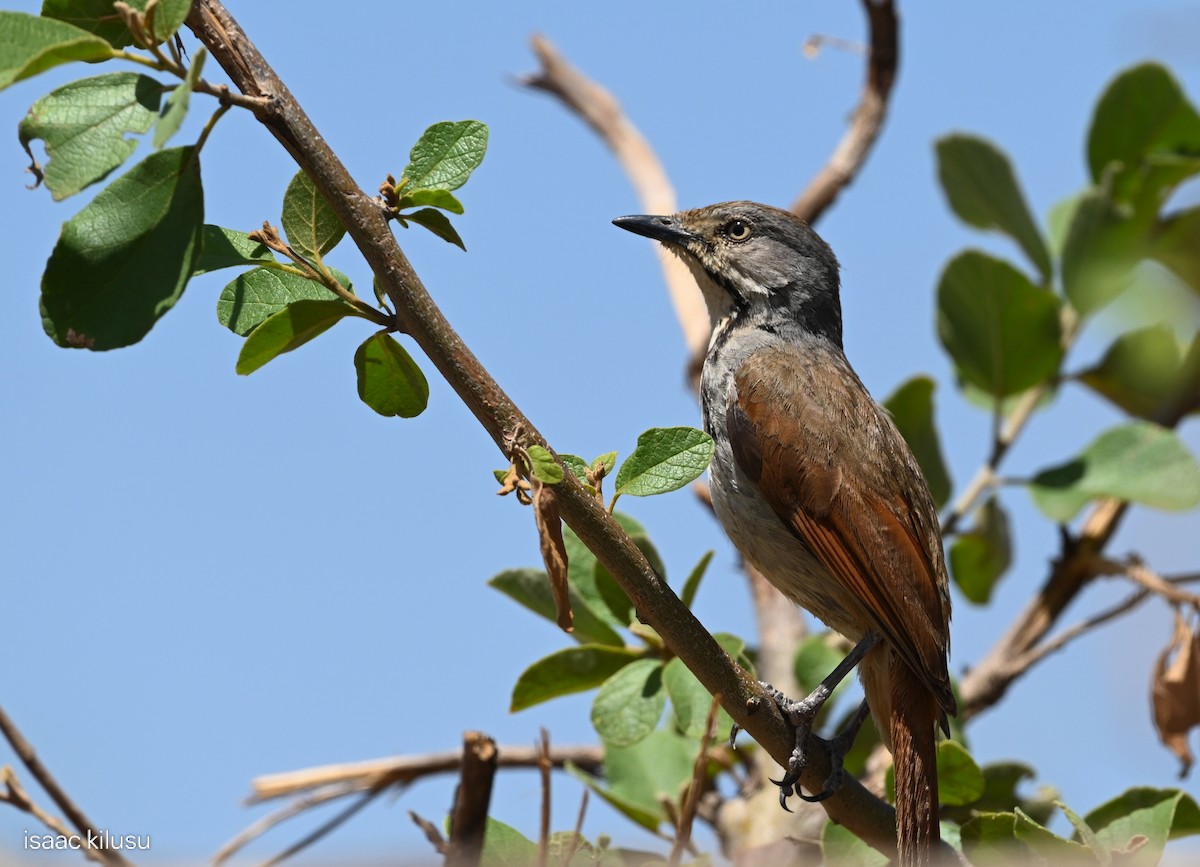 Collared Palm-Thrush - ML646459581