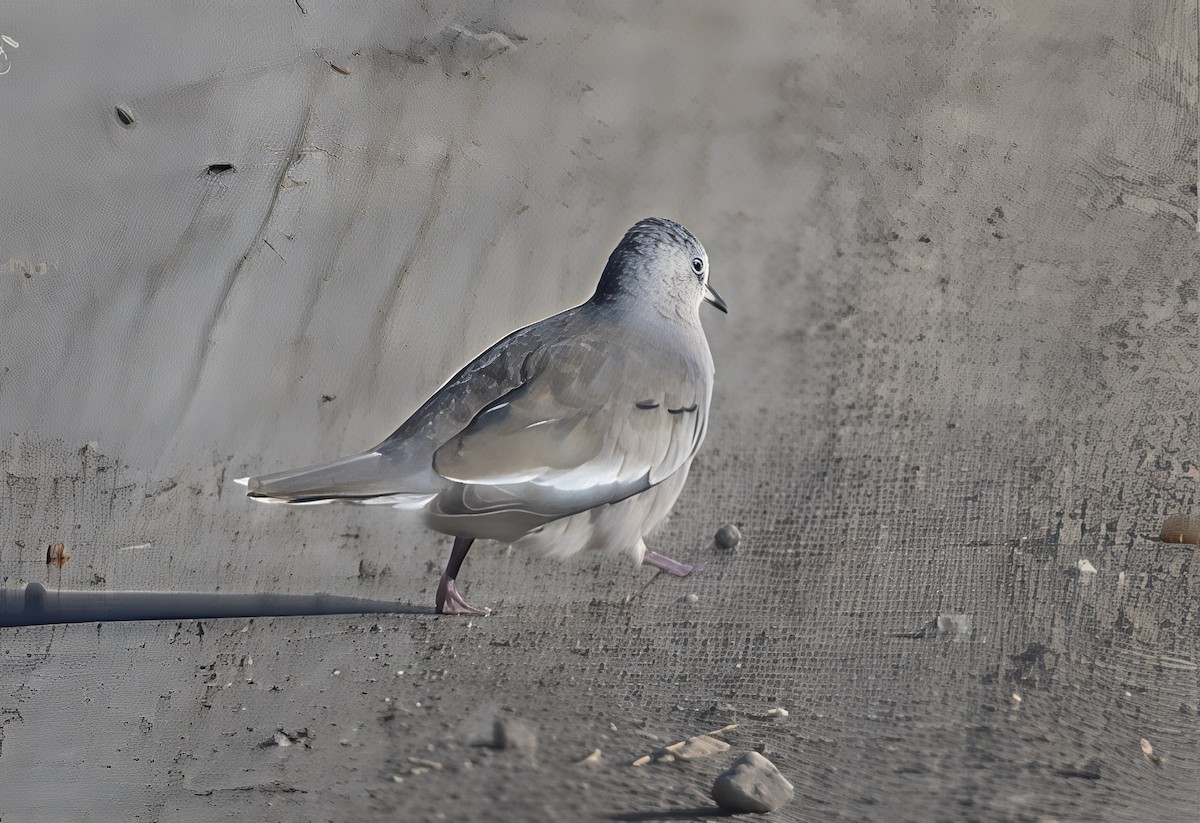 Picui Ground Dove - ML646459582