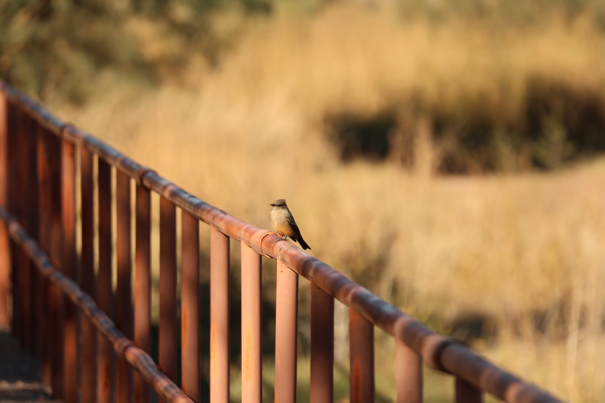 Say's Phoebe - ML646459584