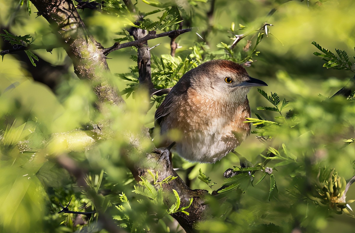 Freckle-breasted Thornbird - ML646459590