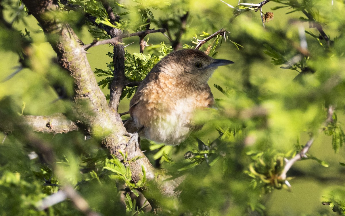 Freckle-breasted Thornbird - ML646459591