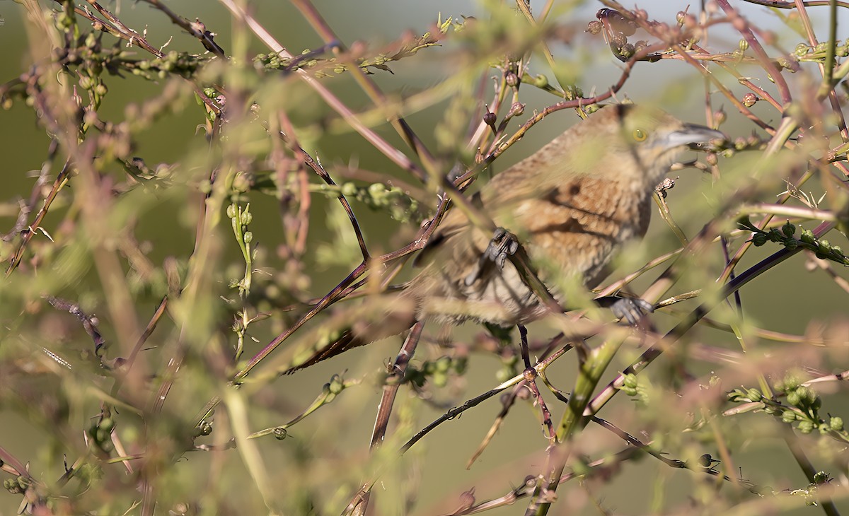 Freckle-breasted Thornbird - ML646459592