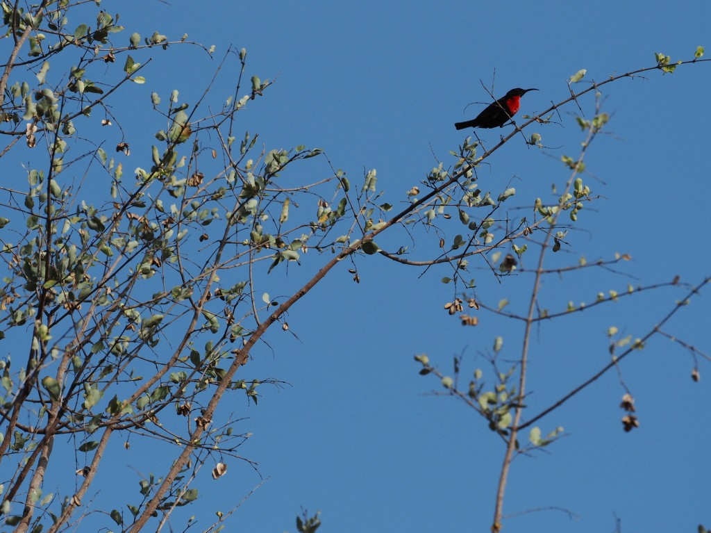 Scarlet-chested Sunbird - ML646459593