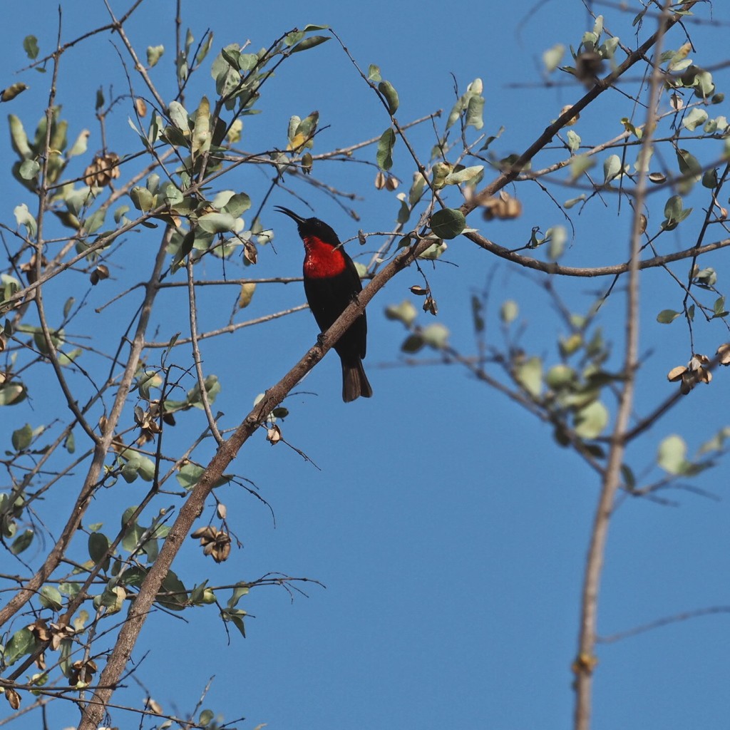 Scarlet-chested Sunbird - ML646459594