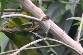 Choco Tyrannulet - ML646459595