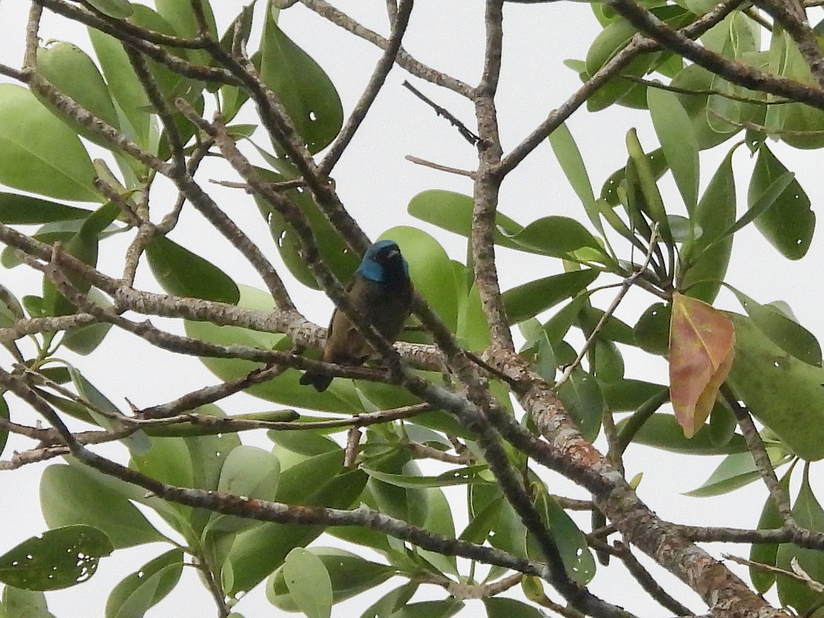 Scarlet-thighed Dacnis - ML646459596