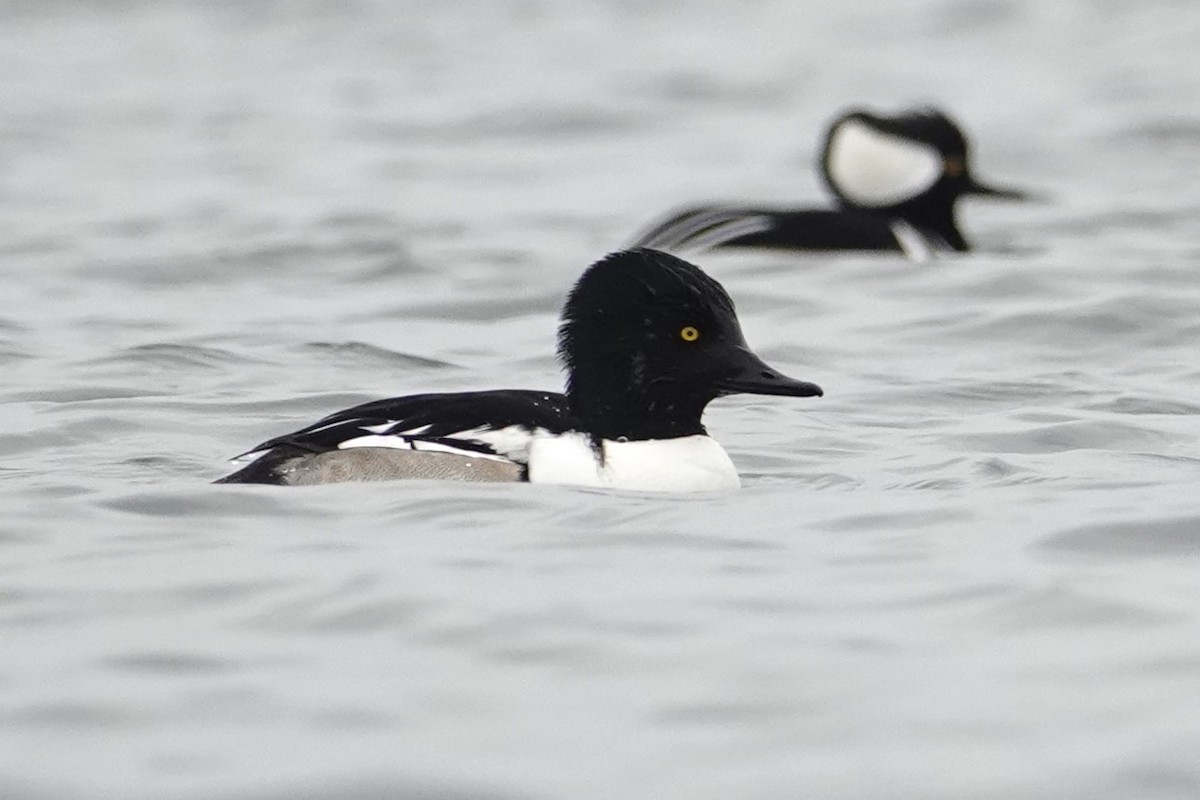 Common Goldeneye x Hooded Merganser (hybrid) - ML646459598