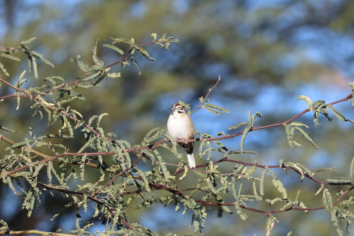 Lark Sparrow - ML646459609