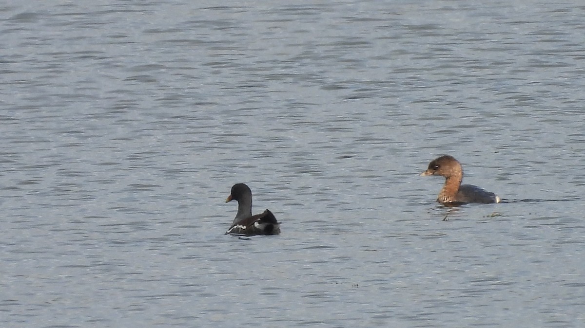 Pied-billed Grebe - ML646459613