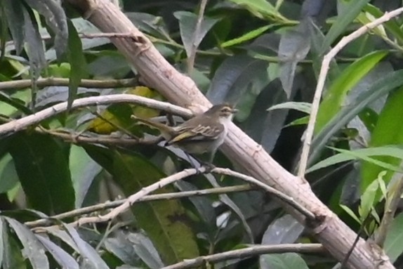 Choco Tyrannulet - ML646459618