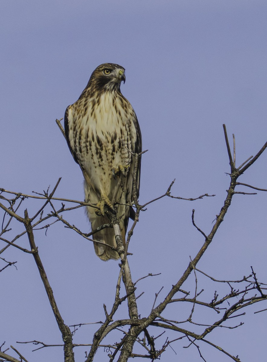 Red-tailed Hawk - ML646459619