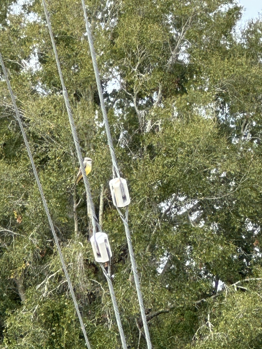 Western Kingbird - ML646459620