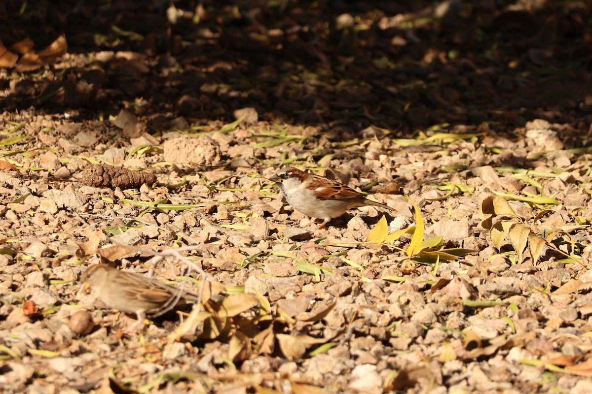 House Sparrow - ML646459623