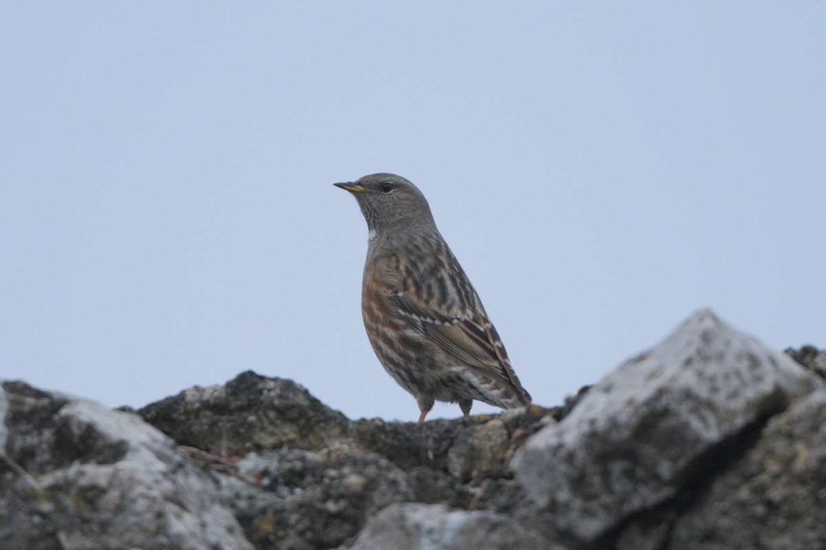 Alpine Accentor - ML646459625
