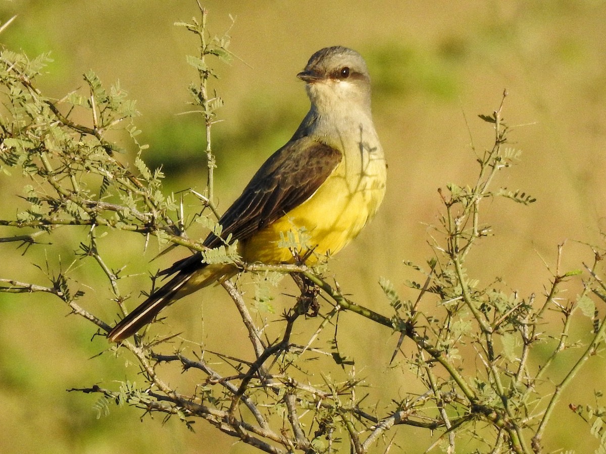 Western Kingbird - ML646459626