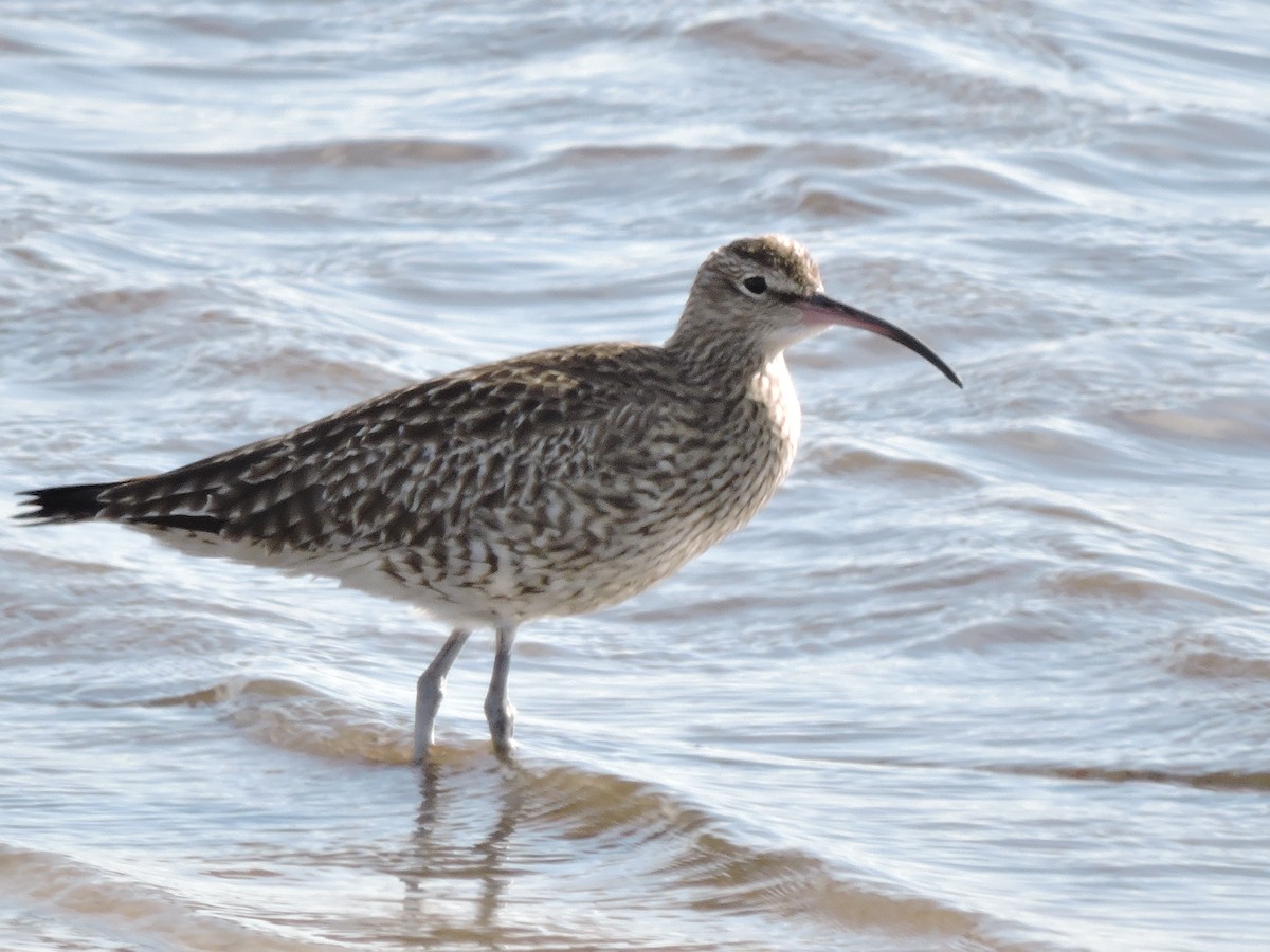 Eurasian Whimbrel - ML646459627