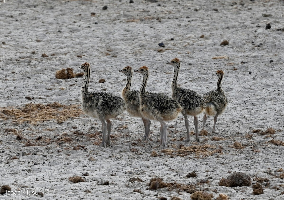 pštros dvouprstý - ML646459628