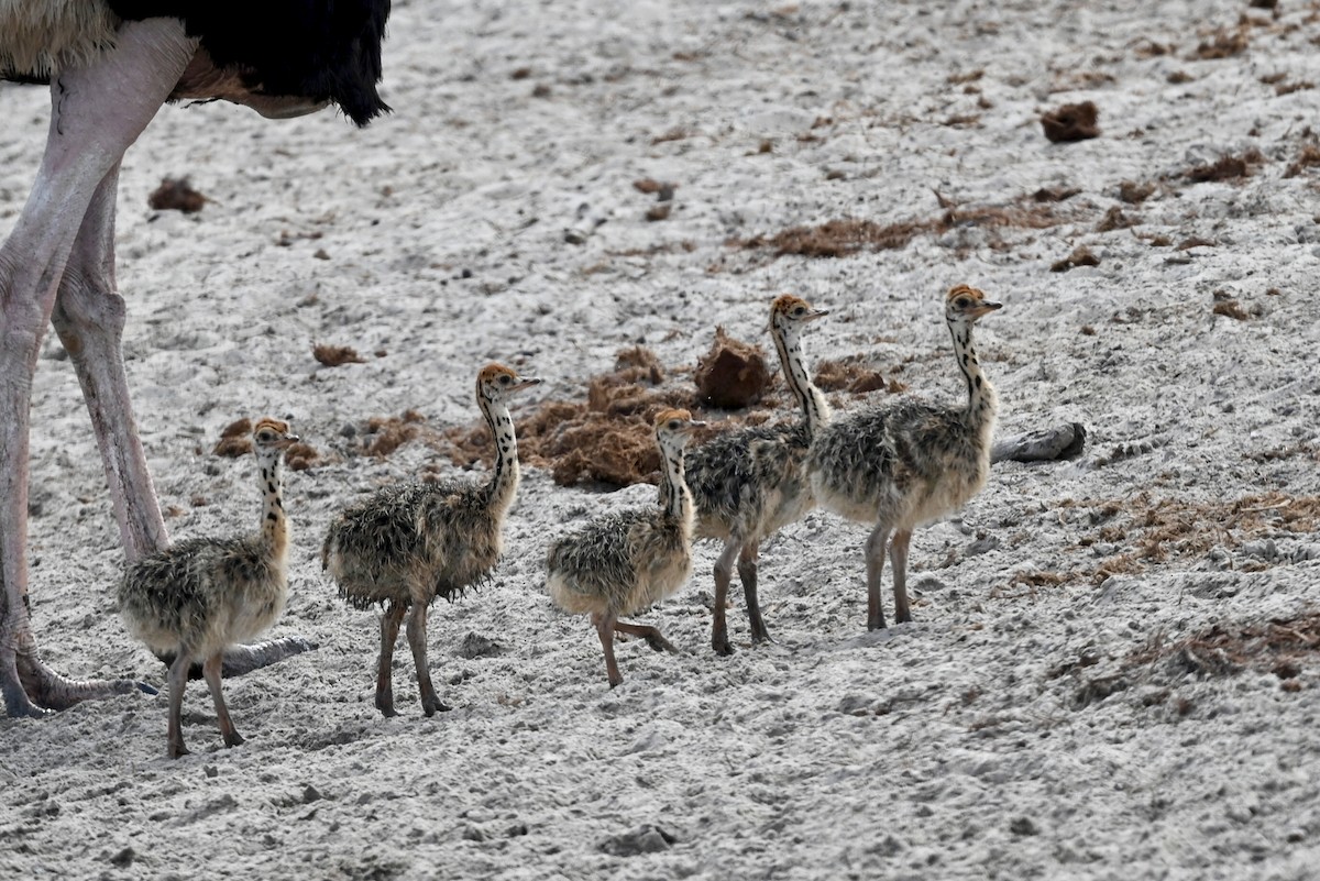 pštros dvouprstý - ML646459629