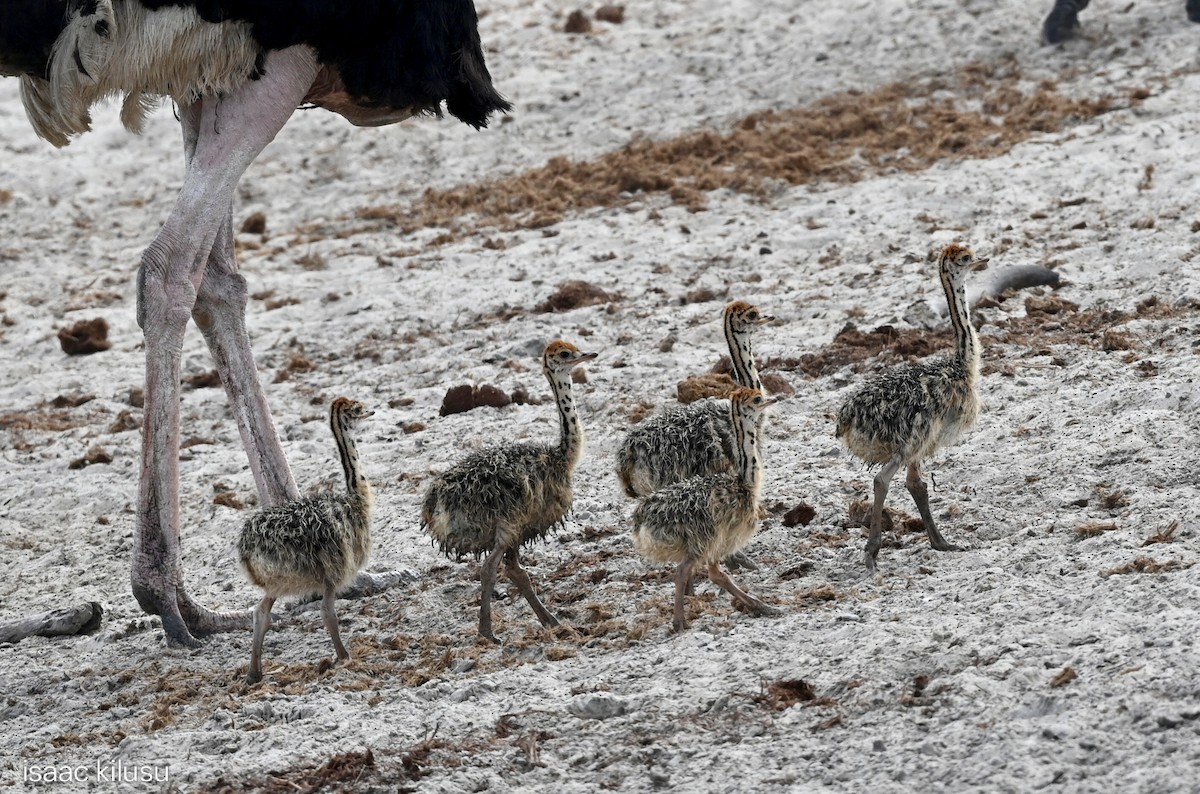 pštros dvouprstý - ML646459630