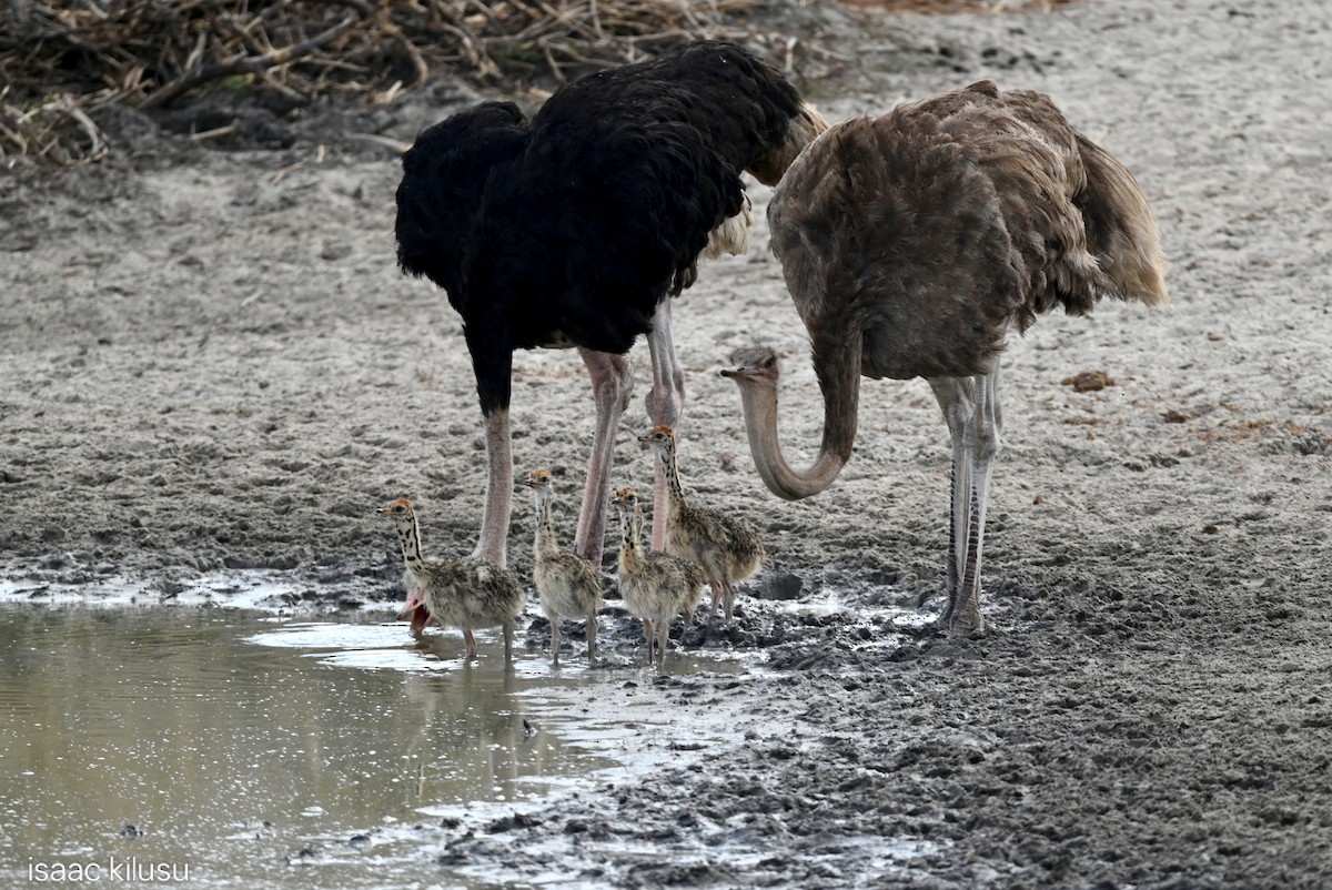 pštros dvouprstý - ML646459631