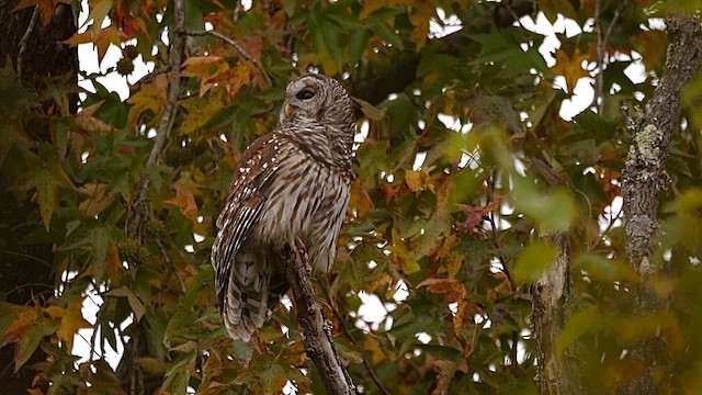 Barred Owl - ML646459633
