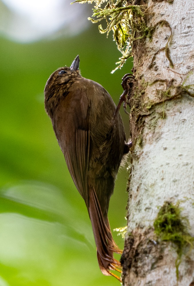 Wedge-billed Woodcreeper - ML646459637