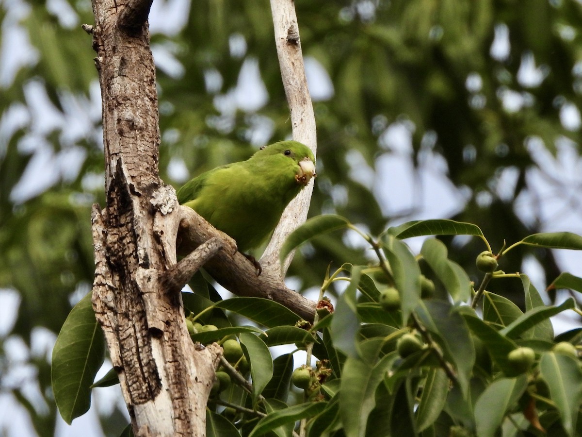 Mexican Parrotlet - ML646459638