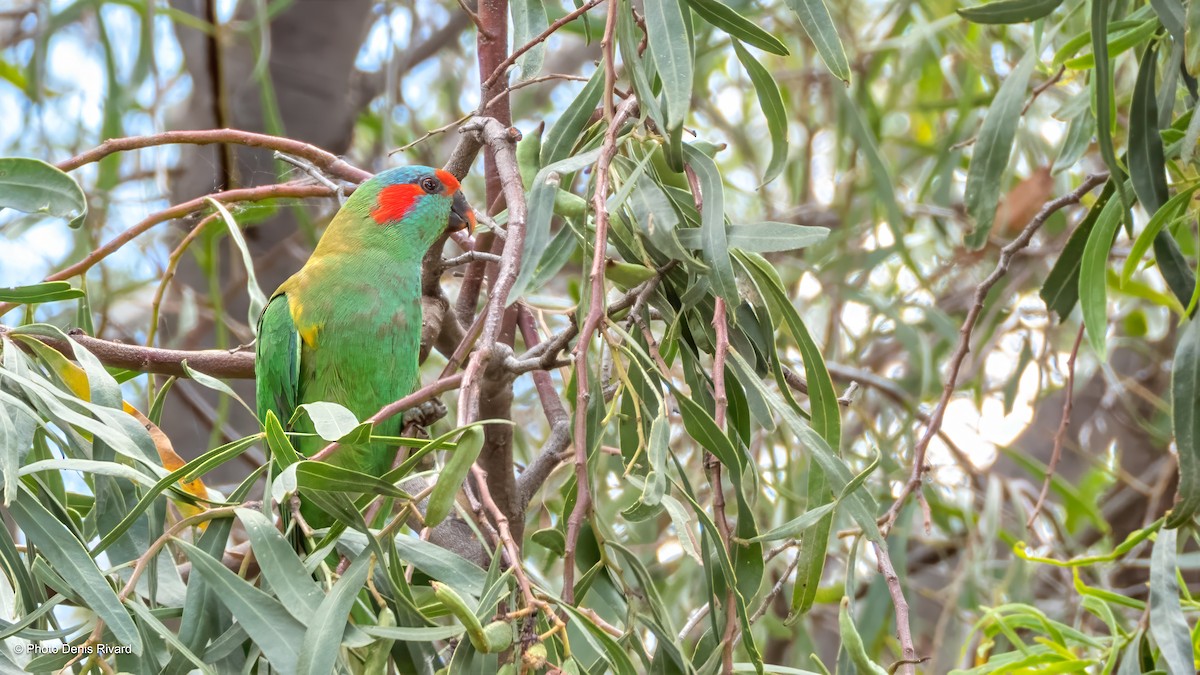 Musk Lorikeet - ML646459639