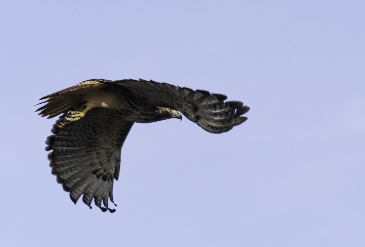 Red-tailed Hawk - ML646459640
