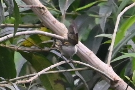 Choco Tyrannulet - ML646459641