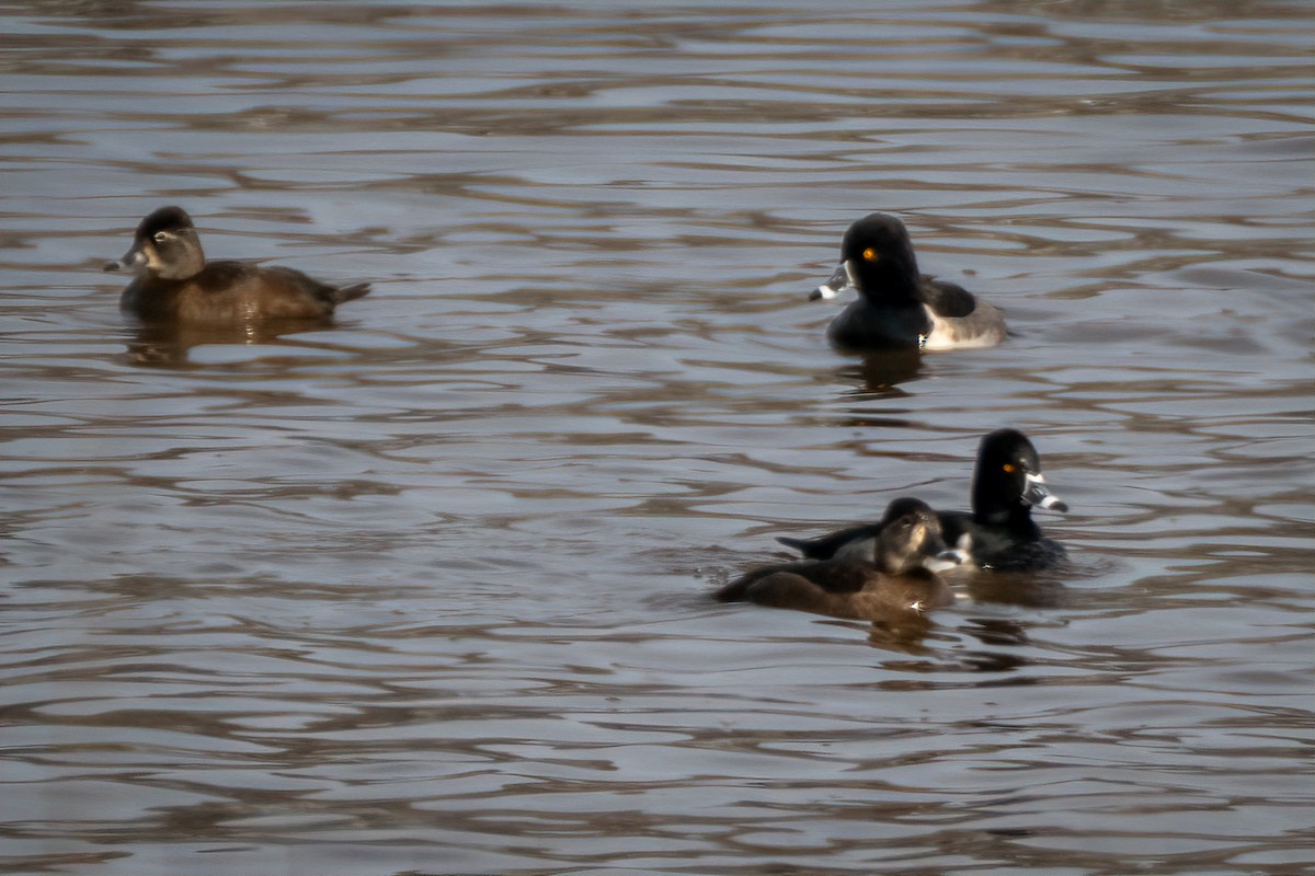 Ring-necked Duck - ML646459643