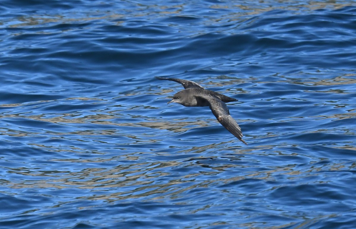 Short-tailed Shearwater - ML646459644