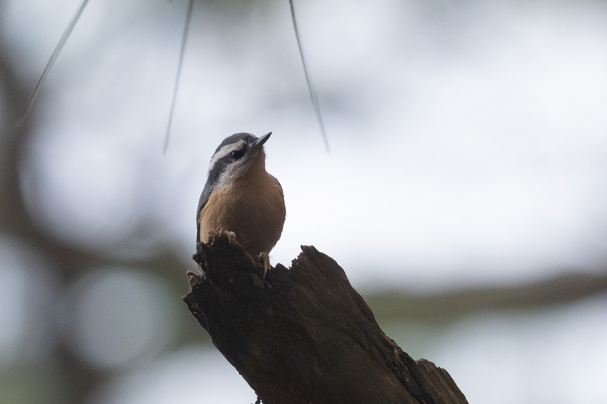 Red-breasted Nuthatch - ML646459647
