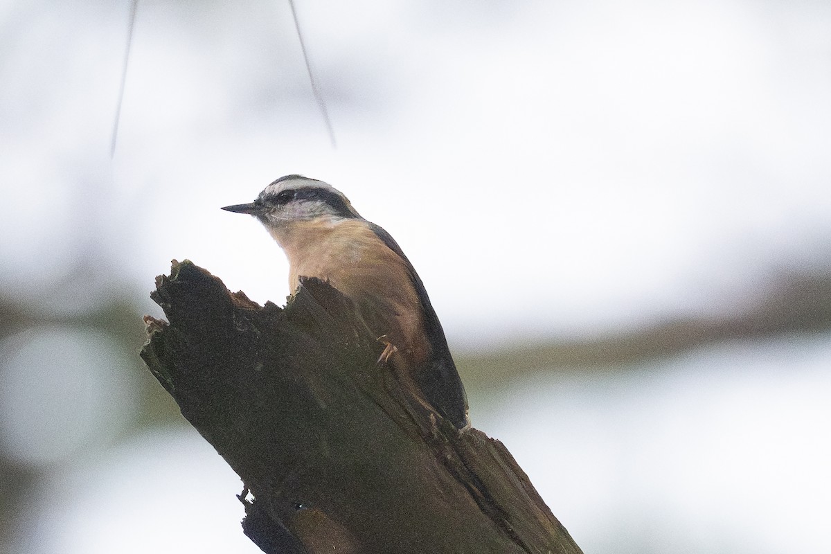 Red-breasted Nuthatch - ML646459648
