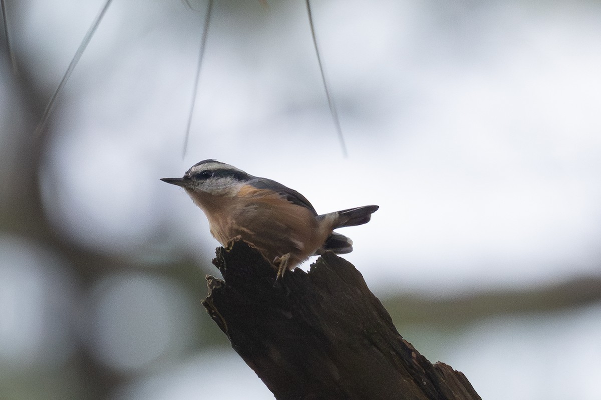 Red-breasted Nuthatch - ML646459649