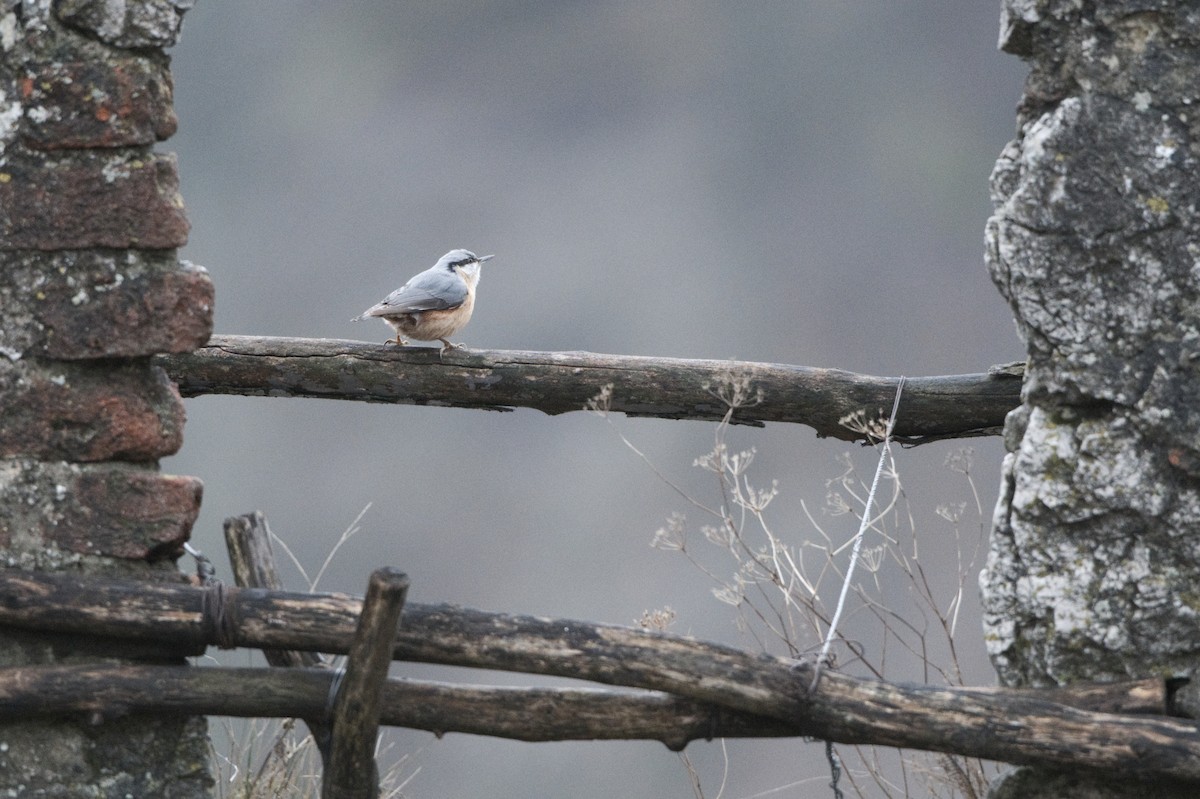 Повзик звичайний - ML646459653