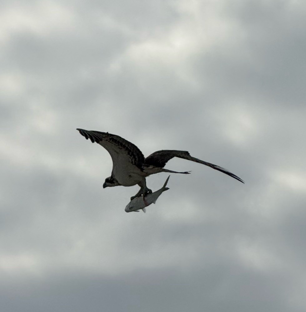 Osprey - ML646459655