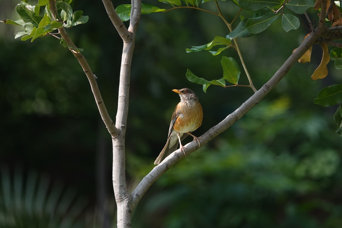 Rufous-backed Robin - ML646459664