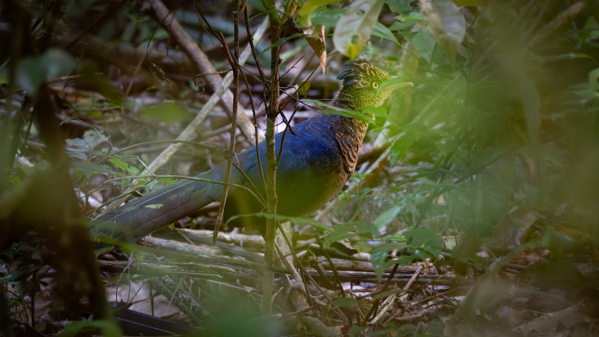 チャバラアメリカジカッコウ - ML646459665