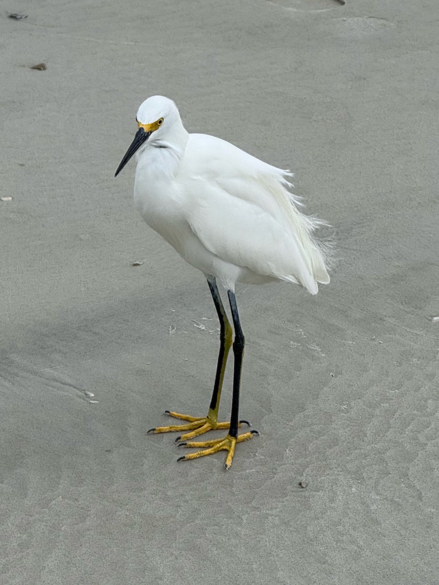 Snowy Egret - ML646459666