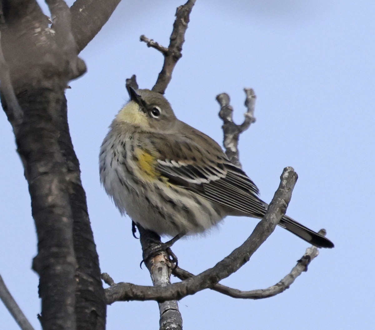 Yellow-rumped Warbler (Audubon's) - ML646459667