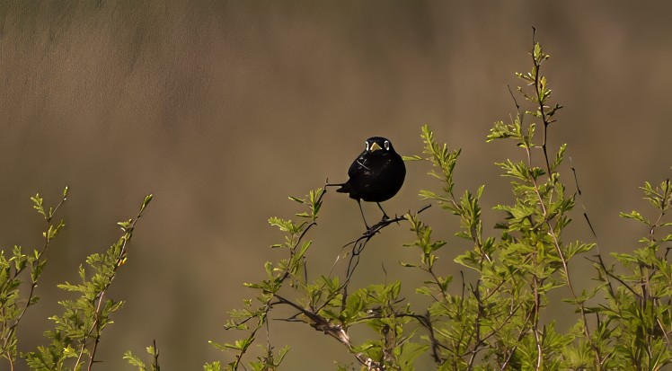 Spectacled Tyrant - ML646459668