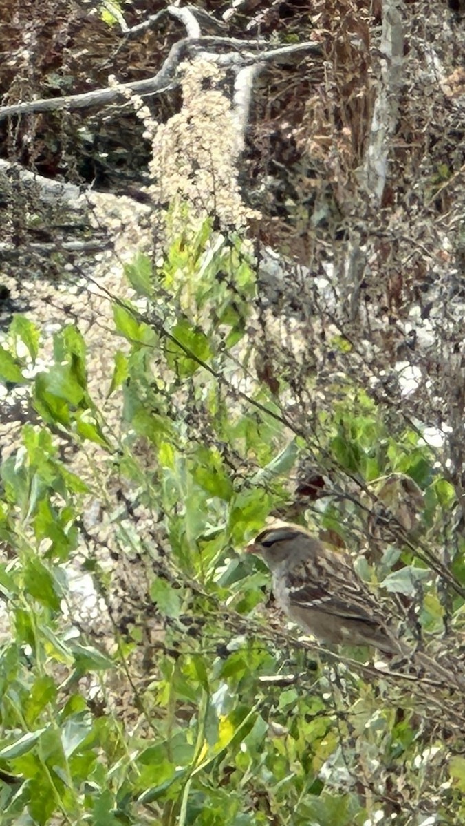 strnadec bělopásý - ML646459670