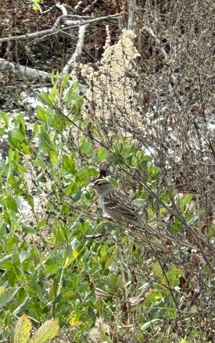 strnadec bělopásý - ML646459671