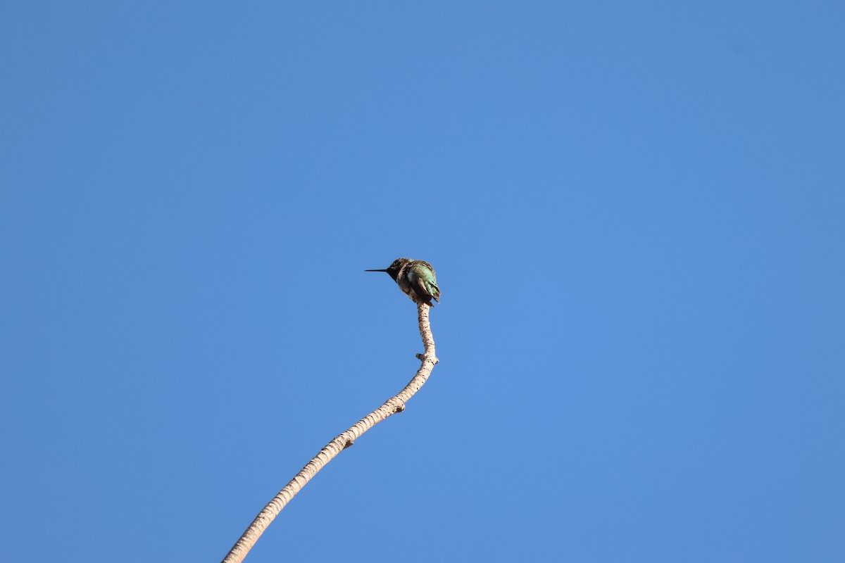 Anna's Hummingbird - ML646459672
